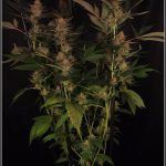 25- 6-2-2014 Platanito de supervivencia en plantas de marihuana