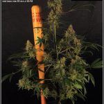 22- Variedad de marihuana Amnesia Haze cortada con 61 días a 12/12