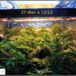2.8- 27 días a 12/12: Las hojas de marihuana están mas tiesas que un ajo