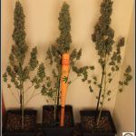9- Cosechar y limpiar el cultivo de marihuana Super13