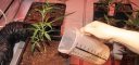 Cómo elegir el contenedor de cultivo indoor de marihuana