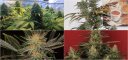 Cómo abonar las plantas de marihuana con éxito. Abonar plantar marihuana.