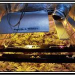 Reflector para un cultivo de marihuana de interior – Tipos y claves
