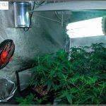 Ventilador de pinza Cyclone oscilante para cultivos de marihuana indoor