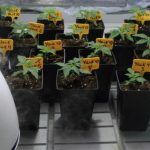Trasplante y riego de plantas de marihuana a fondo  – Artículo Soft Secrets 2012-6