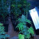 Prevención en cultivos de marihuana del siglo XXI – Artículo Soft Secrets 2013-3