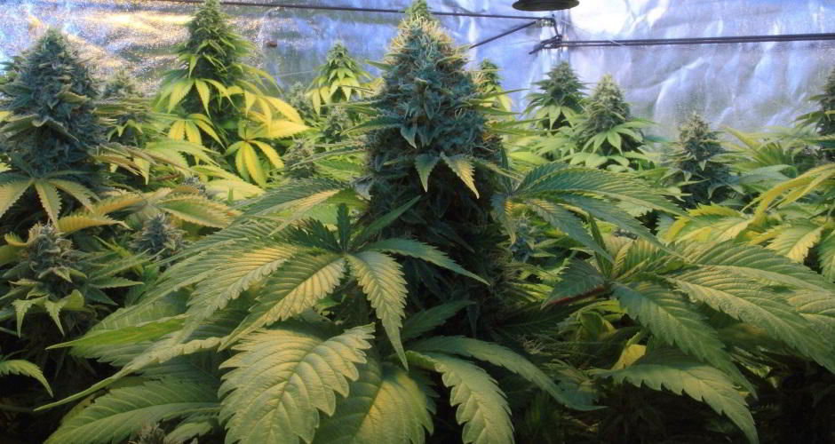 Cultivo marihuana interior en buen estado