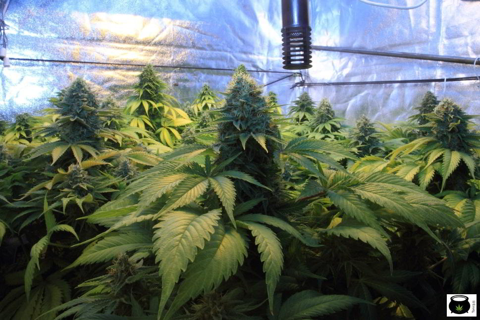 SOG de cultivo de marihuana de interior
