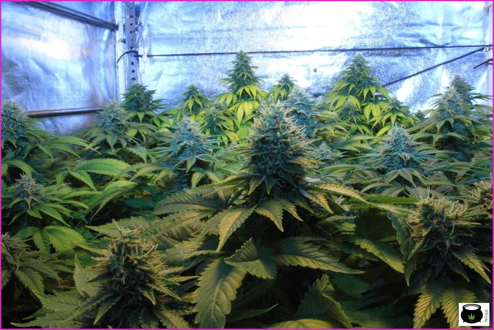 Salud en el cultivo de marihuana