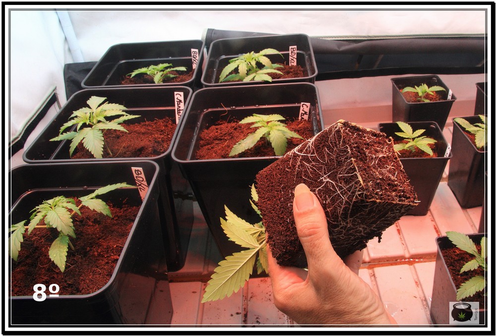 Planta recién trasplantada: Cómo y cuándo trasplantar la planta de marihuana paso a paso