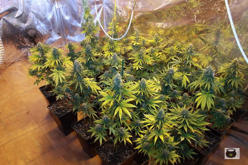 prevencion del cultivo de marihuana