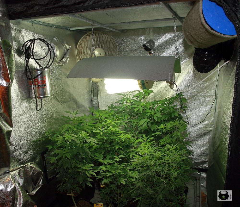 indoor cultivo de marihuana