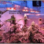 LED del siglo XXI para cultivos de interior de marihuana – Análisis