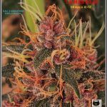 12- 17-7-2013 La variedad de marihuana más roja, EXPLOSIÓN de colores