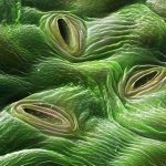 Estomas de las hojas de una planta de marihuana – Definición, importancia
