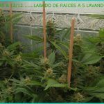 Precosecha en cultivos de marihuana – ¿Qué hacer antes de la cosecha?