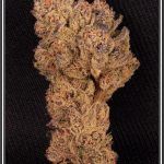 4- 1-7-2013 Variedad de marihuana Peyote purple
