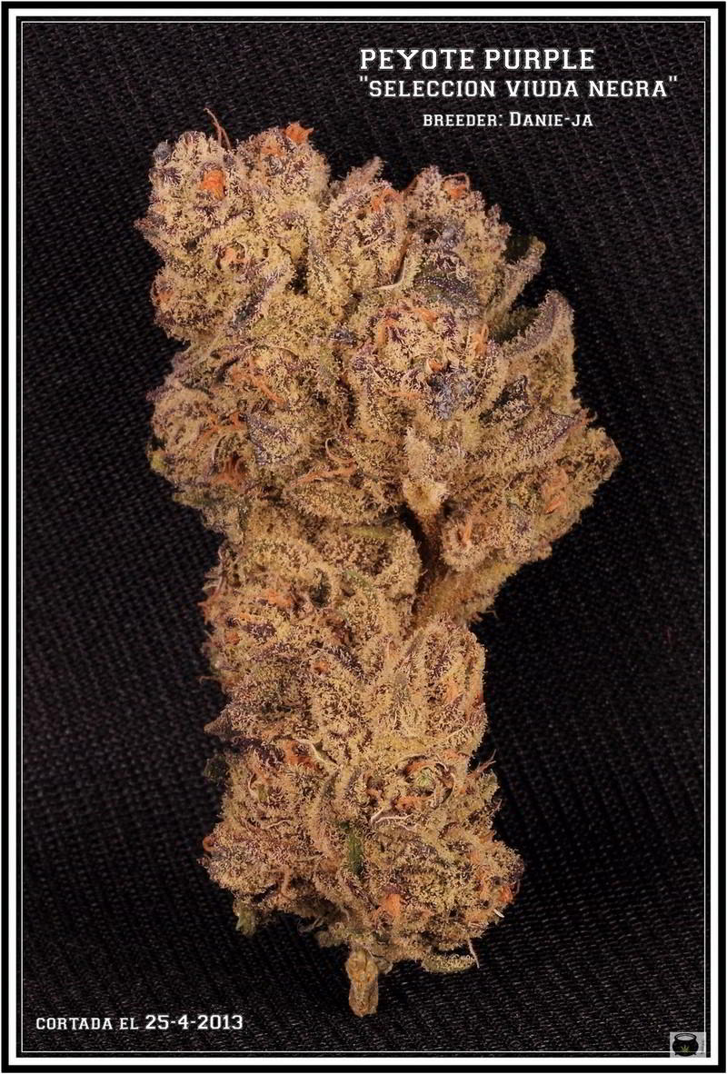 Variedad de marihuana Peyote purple 1