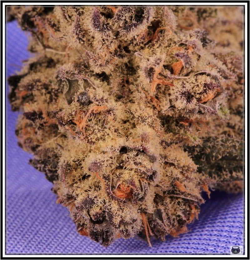 Variedad de marihuana Peyote purple 4
