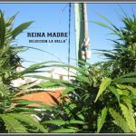 8- 9-7-2013 Añorando el cultivo de marihuana en exterior