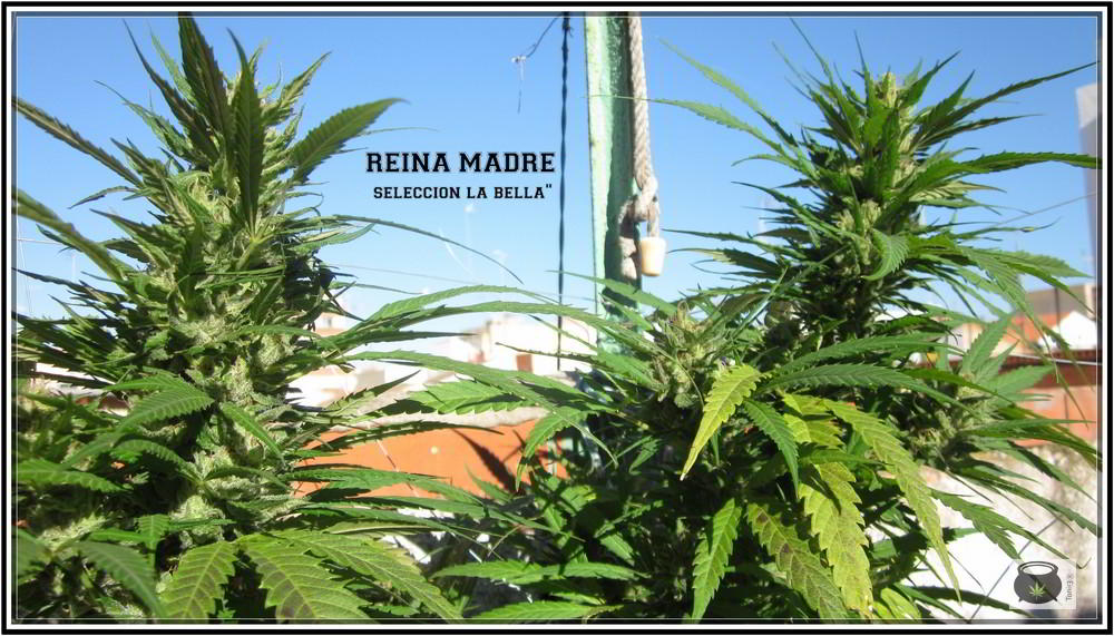 8- 9-7-2013 Añorando el cultivo de marihuana en exterior 1