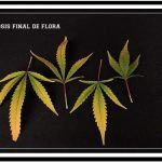 Clorosis – Tipos, naturales y problemas que la provocan en cultivos de marihuana