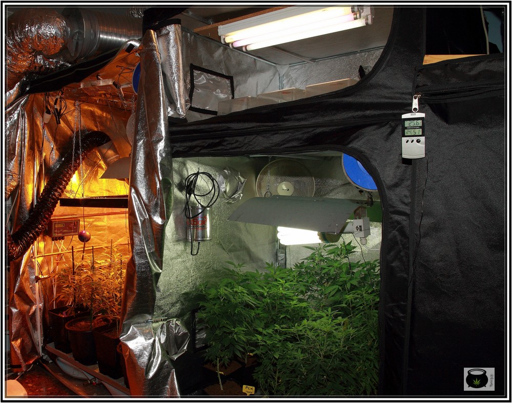 Elementos de cultivo o espacios separados en cultivos de marihuana