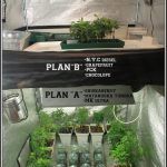 6- 29-8-2013 Plan «B» Una 2º opción esquejes de marihuana enraizados
