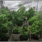 3- 26-8-2013  Comienza el cultivo de marihuana orgánico con coco