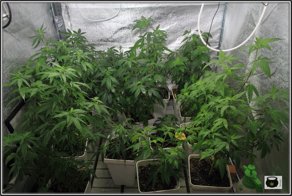 3- 26-8-2013 Comienza el cultivo de marihuana orgánico con coco 1