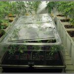 11- 5-9-2013 Buenas noticias, las raíces de las plantas de marihuana ya están aquí