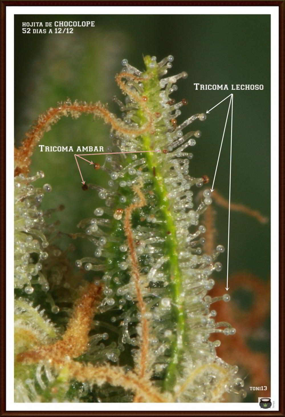 tricomas-lechosos-ambar-cultivandomedicina-toni13-cannabipedia
