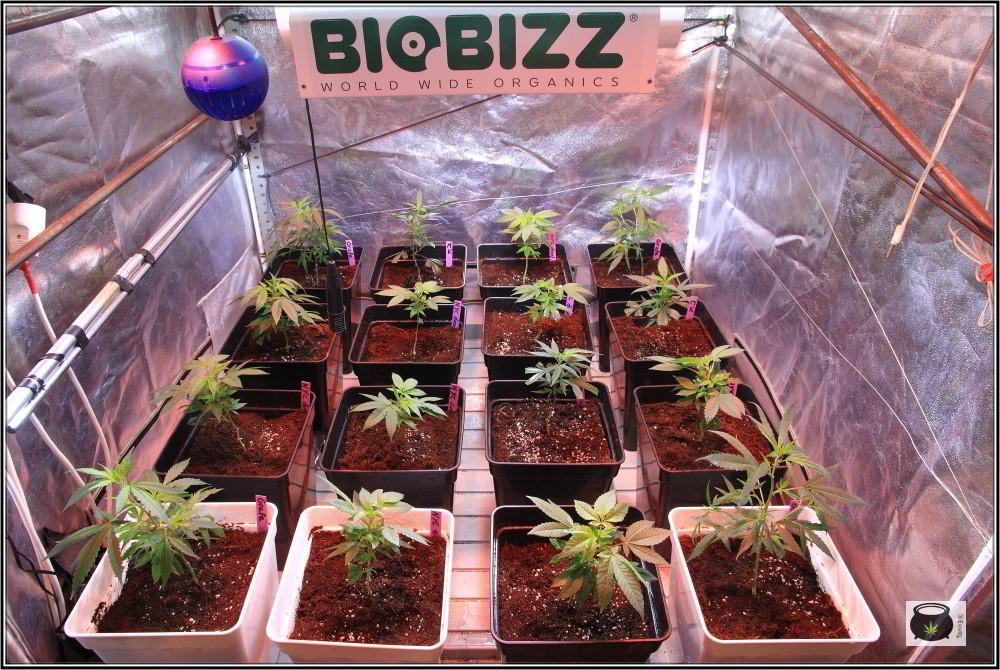 16- 24-9-2013 Trasplante a la maceta definitiva en el cultivo de marihuana 8
