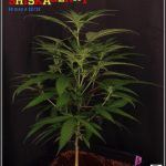 23- 16-10-2013… Ahora sí que se ve el color real de las plantas de marihuana