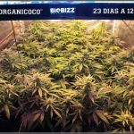 26- El cultivo de marihuana orgánico va cogiendo forma