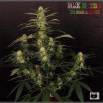 27- Variedad de marihuana MK ultra, 24 días a 12/12