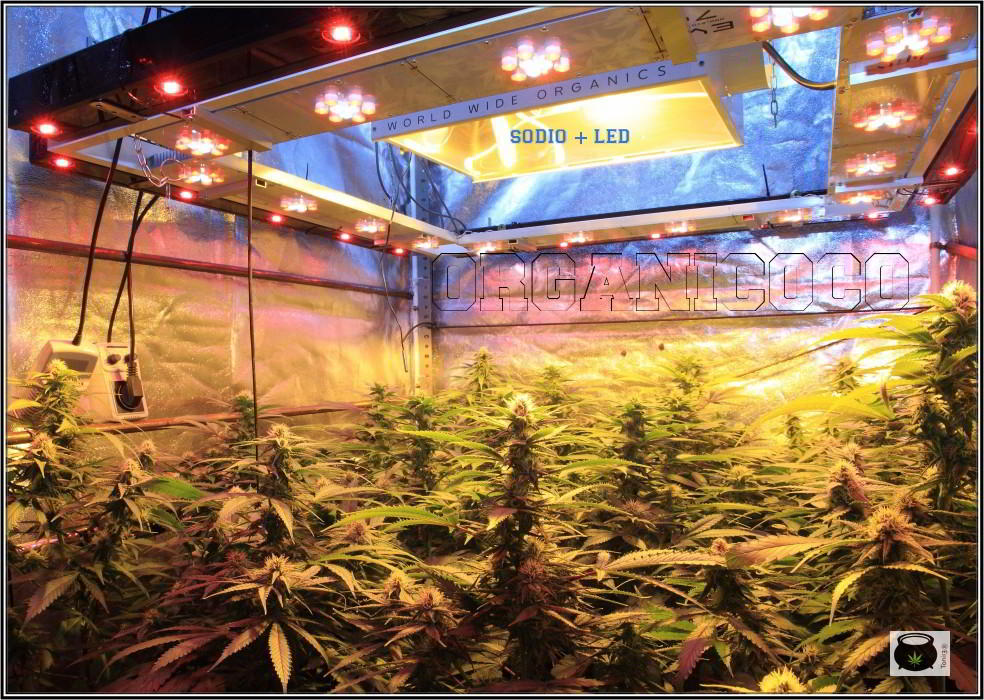 26- El cultivo de marihuana orgánico va cogiendo forma 3