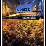31- Vista general cultivo de marihuana orgánico, 31 días a 12/12