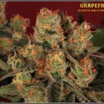 39- Variedad de marihuana Grapefruit, cosechada con 47 días