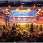 Moldeo lumínico – Técnica de uniformidad en cultivos de marihuana de interior