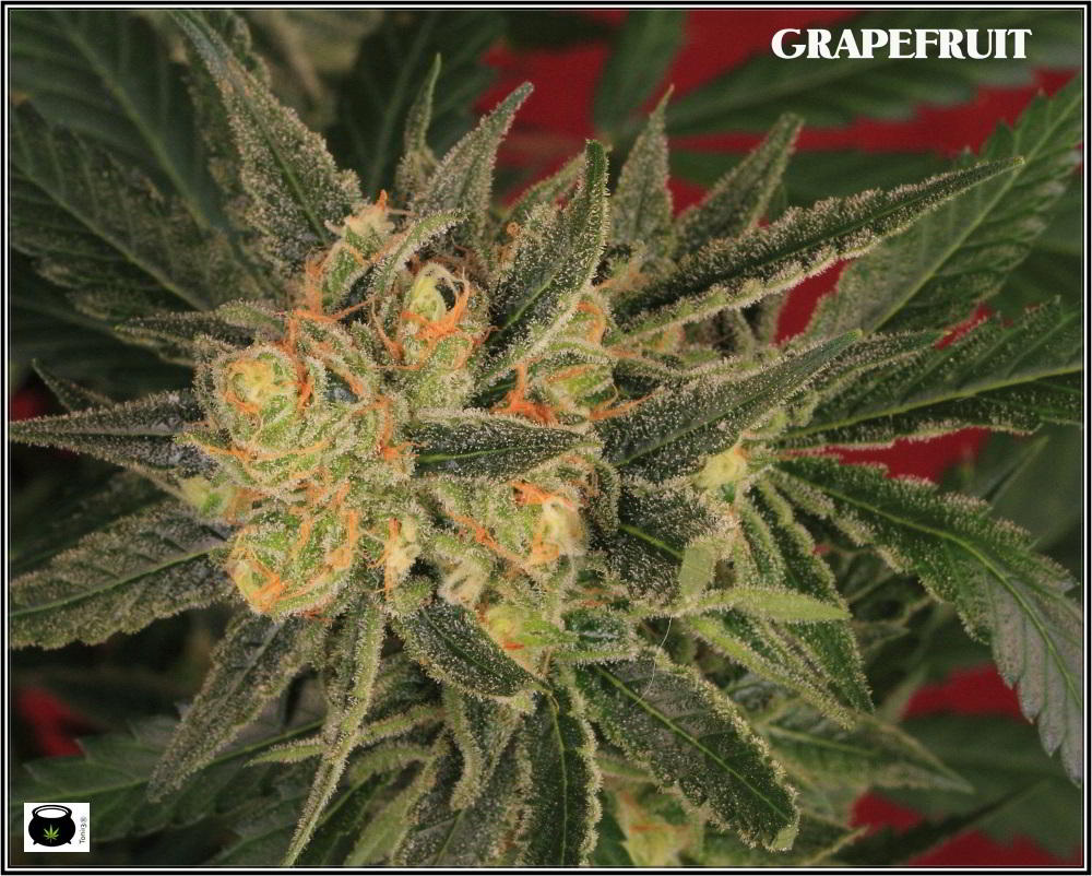 38- Variedad de marihuana Grapefruit, 46 días a 12-12 2