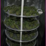 Secadero de marihuana, elemento indispensable en clima húmedo