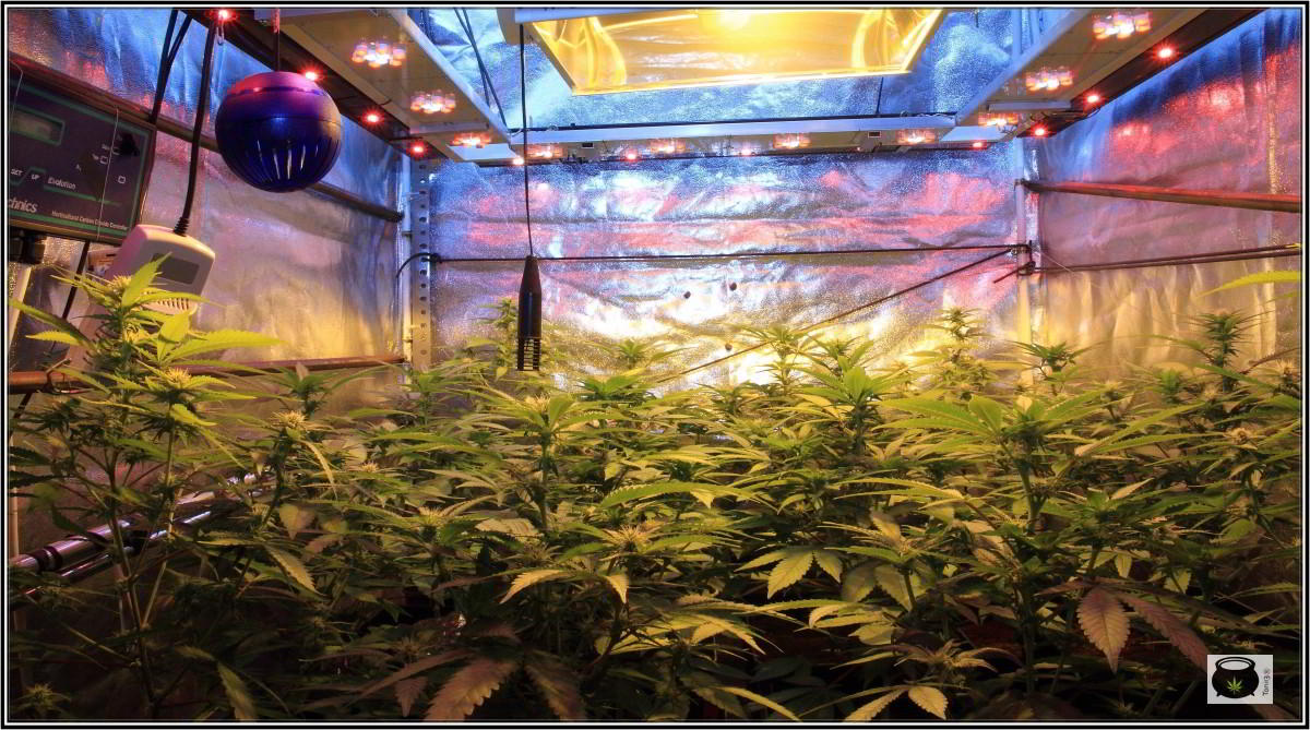 Ciclo continuo en cultivos de marihuana de interior 2