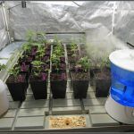 Clima (parámetros climáticos) – Cómo afecta mi clima al cultivo de marihuana