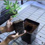 Transplantar – Definición en plantas de marihuana