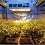 3- 1º día de floración del cultivo de marihuana con dos suelos