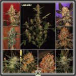 8- 3-1-2014 Variedad de marihuana Lavender 21 días a 12/12