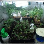 Exceso de riego en cultivos de marihuana – Síntomas y consideraciones