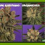 Nuevo álbum cannábico ilustrado: Organicoco