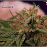 19- 30-1-2014 Variedad de marihuana Shiskaberry, 7 semanas a 12/12